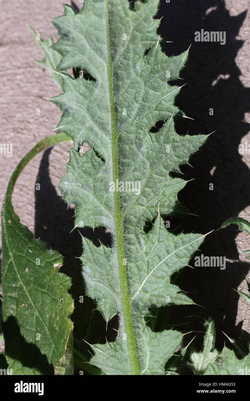 Close-up di stelo alato e basi di foglia di Cirsium vulgare - Spear Thistle Foto Stock