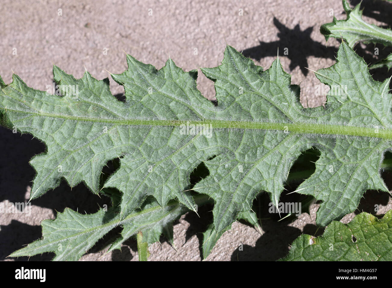 Close-up di stelo alato e basi di foglia di Cirsium vulgare - Spear Thistle Foto Stock