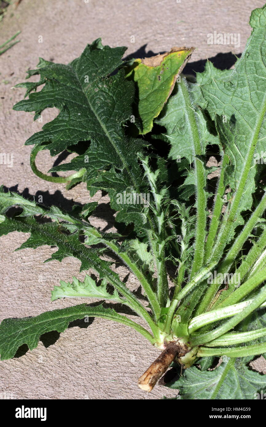 Close-up di stelo alato e basi di foglia di Cirsium vulgare - Spear Thistle Foto Stock