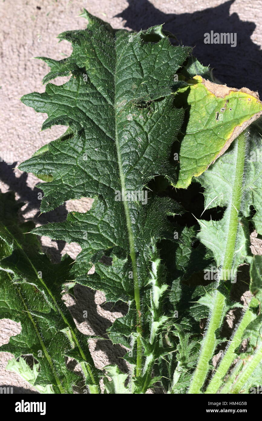 Close-up di stelo alato e basi di foglia di Cirsium vulgare - Spear Thistle Foto Stock