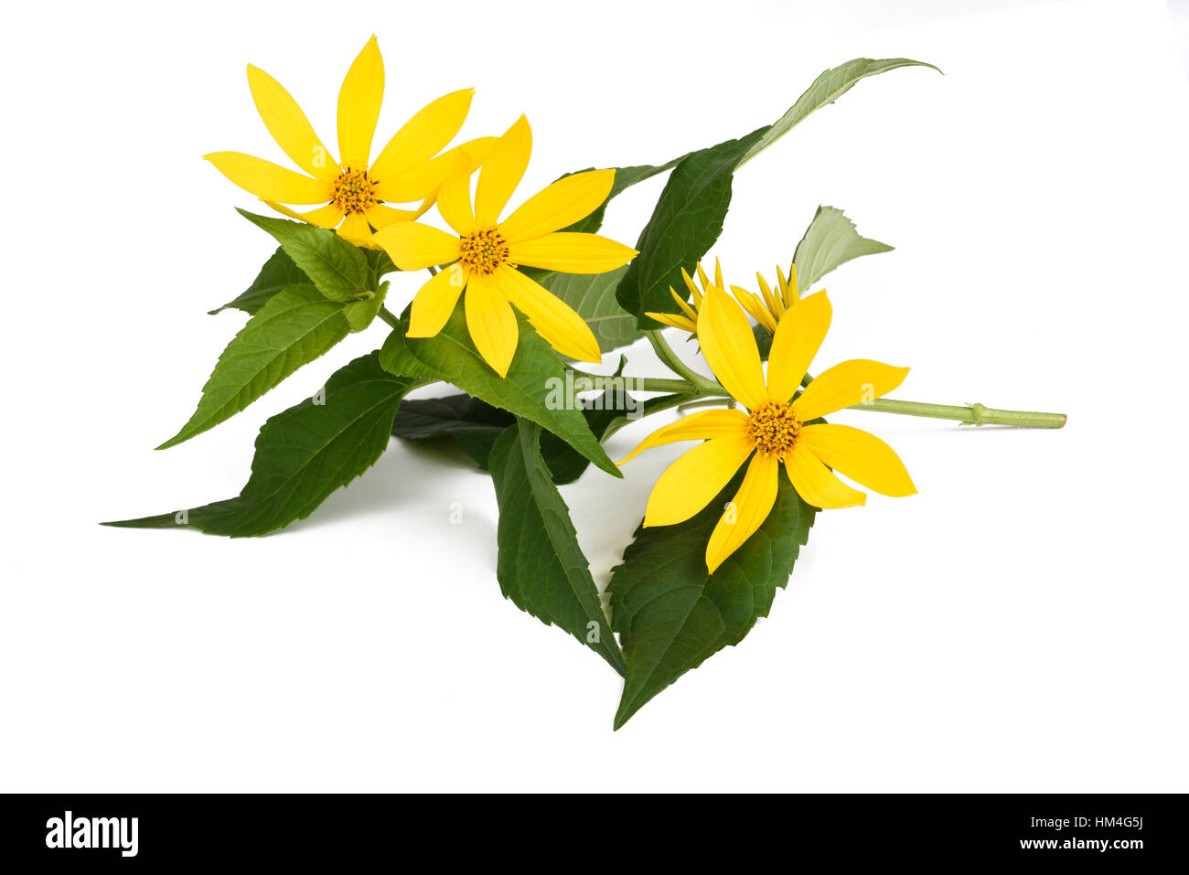 Il topinambur fiori (topinambur) isolato su bianco Foto Stock