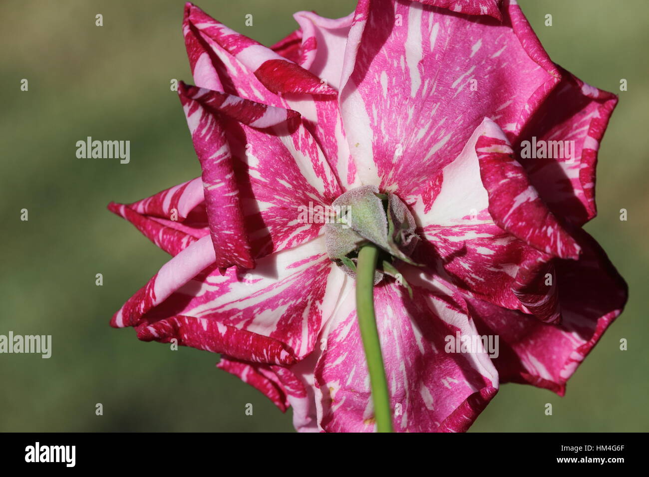 Close up Candy Stripe Hybrid Tea Rose in piena fioritura - Vista posteriore isolata contro lo sfondo di colore verde Foto Stock