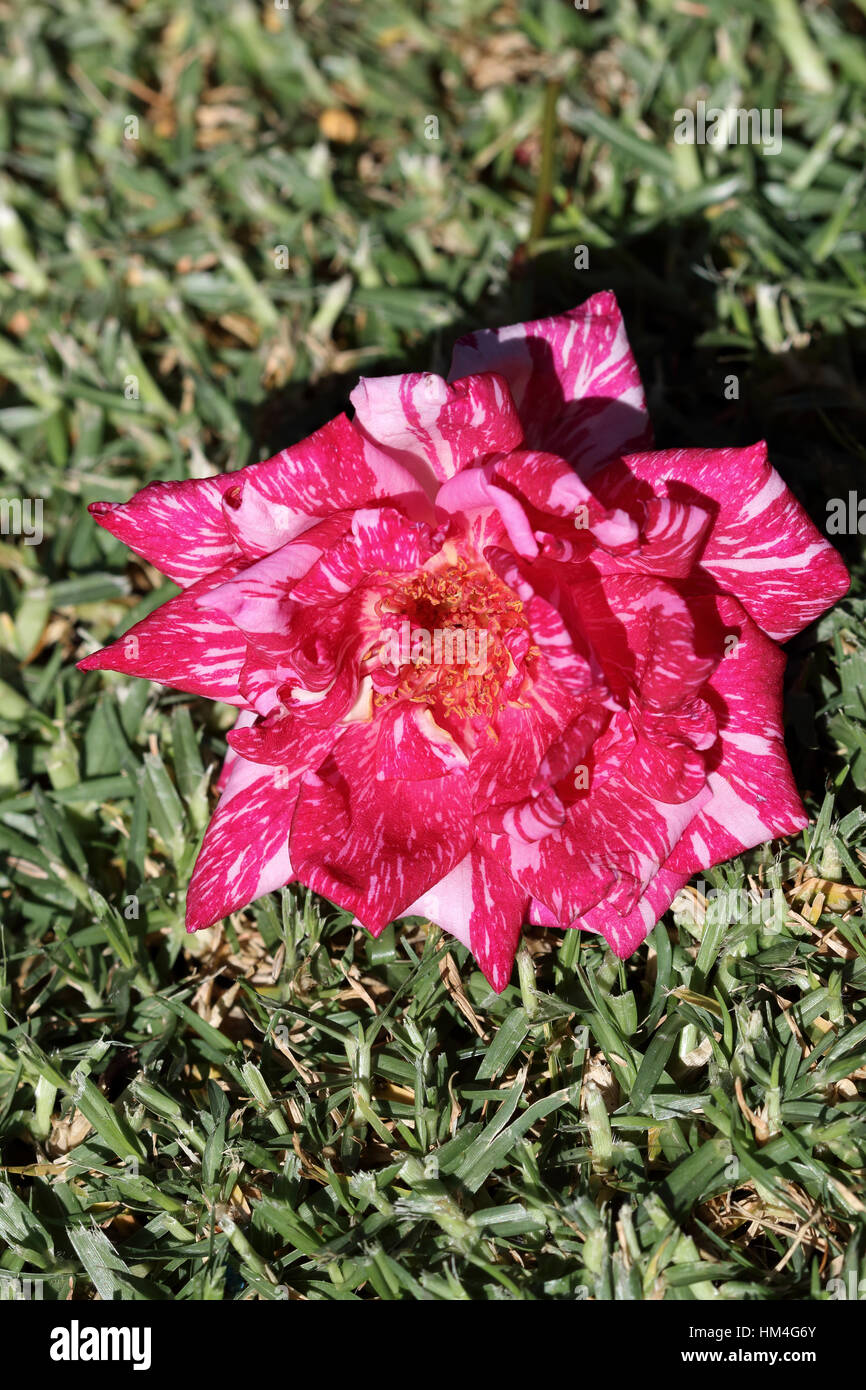 Close up Candy Stripe Hybrid Tea Rose in piena fioritura Foto Stock
