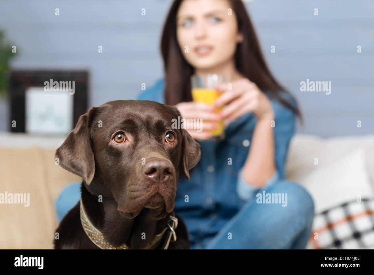 Marrone fedele Labrador in guardia Foto Stock