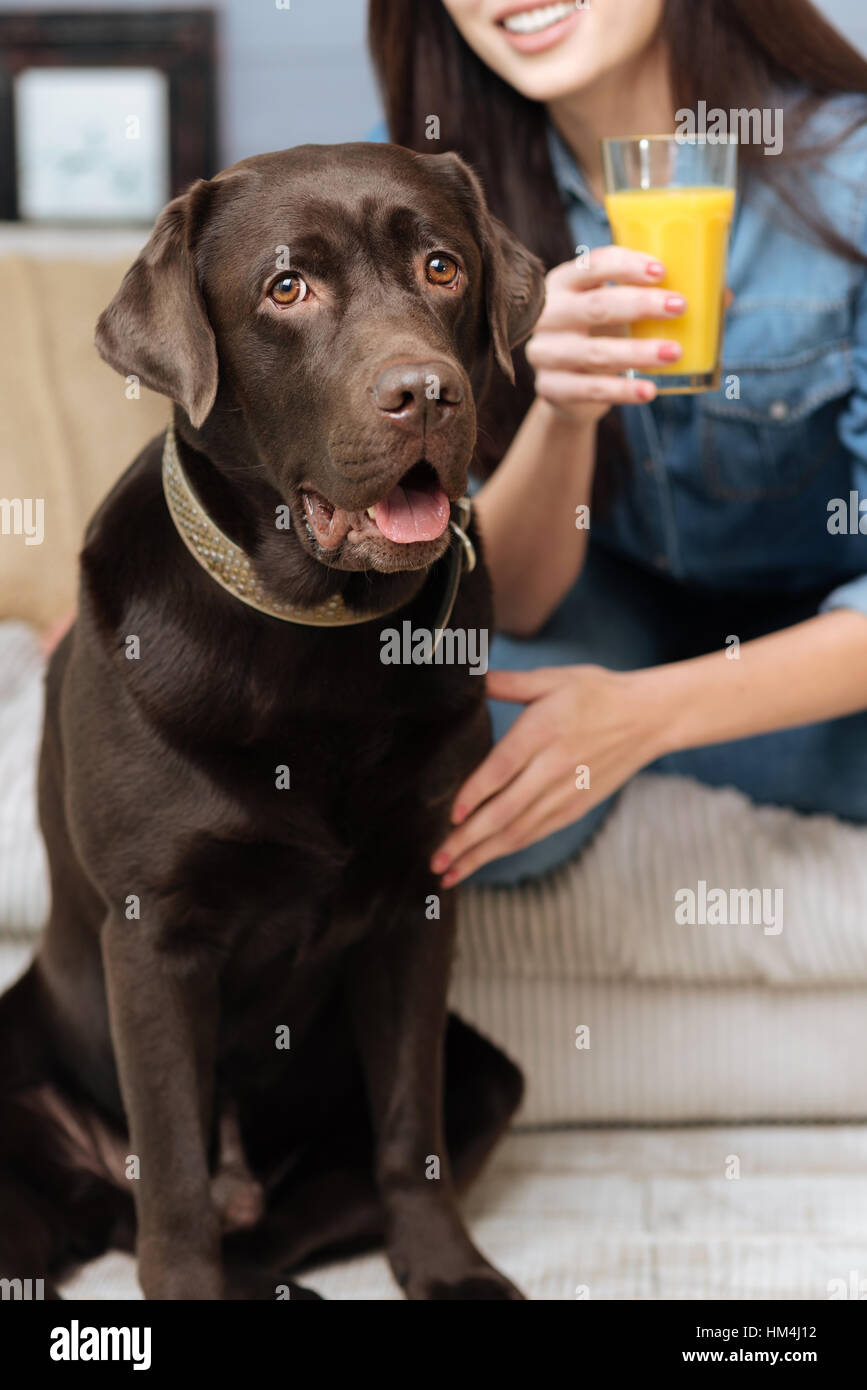 Adorable brown Labrador con la sua padrona Foto Stock
