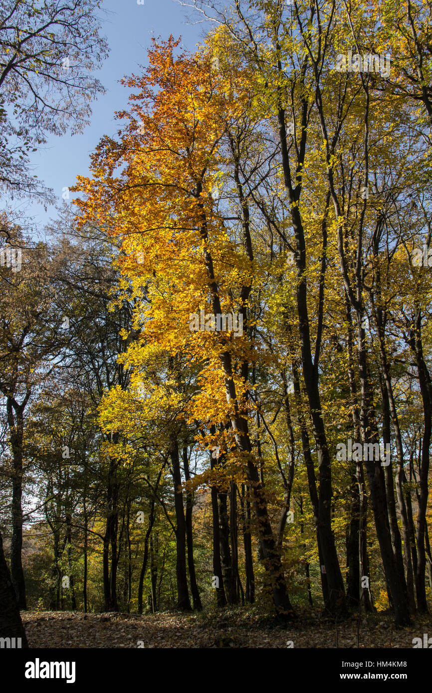 Albero con la parte superiore gialla sotto la caduta sun Foto Stock