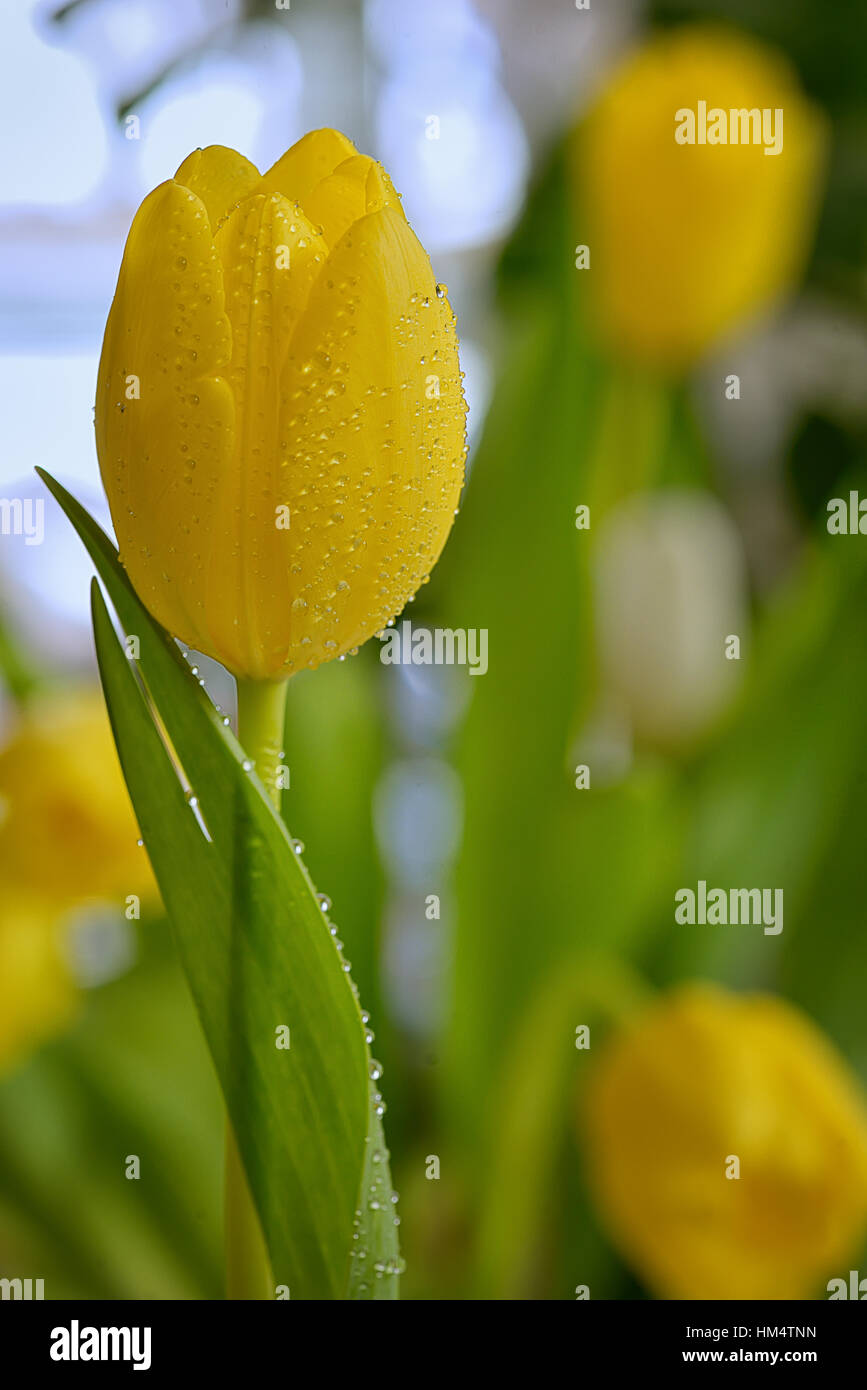 Tulipano giallo con gocce di rugiada in primavera Foto Stock