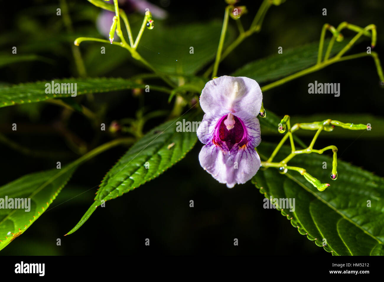 Una rigogliosa fioritura di poliziotto del casco (Impatiens glandulifera) Foto Stock