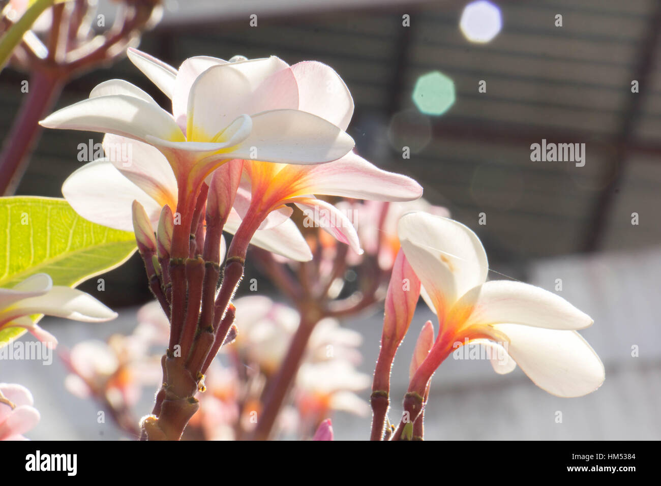 Plumeria fiore colore rosa e bianco frangipani fiore tropicale, Foto Stock