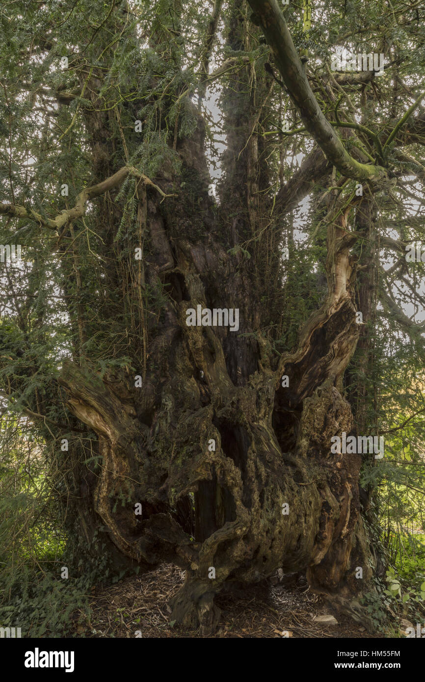 Antico albero di Yew, sul sagrato di San Aeddan, Bettws Newydd, Monmouthshire, Galles Foto Stock