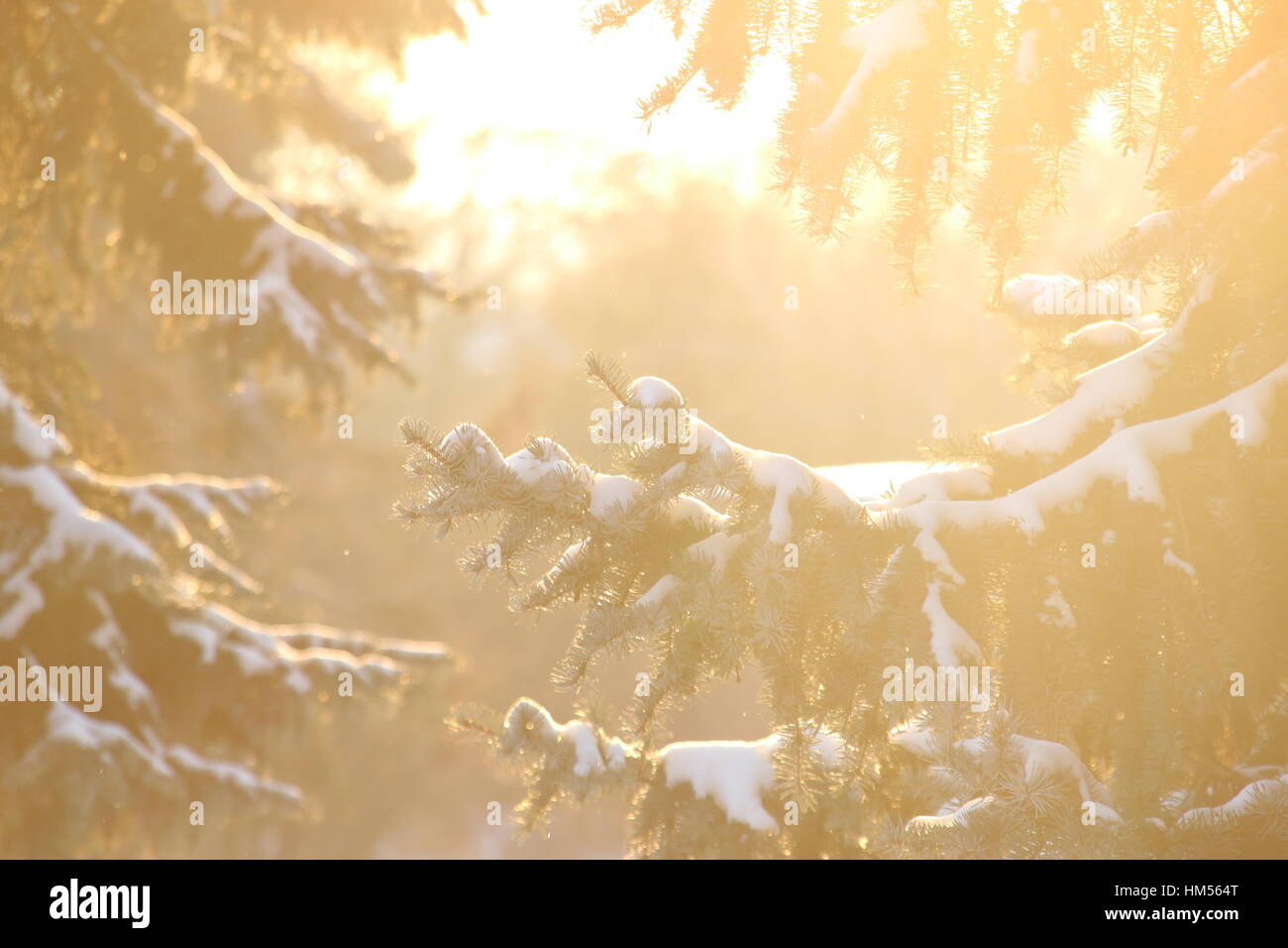 Abeti con la neve Foto Stock