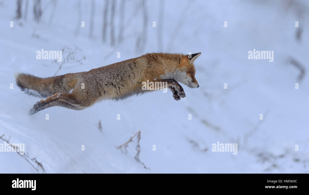 Red Fox (Vulpes vulpes vulpes), la caccia, il salto nella neve, foresta Boema, Repubblica Ceca Foto Stock