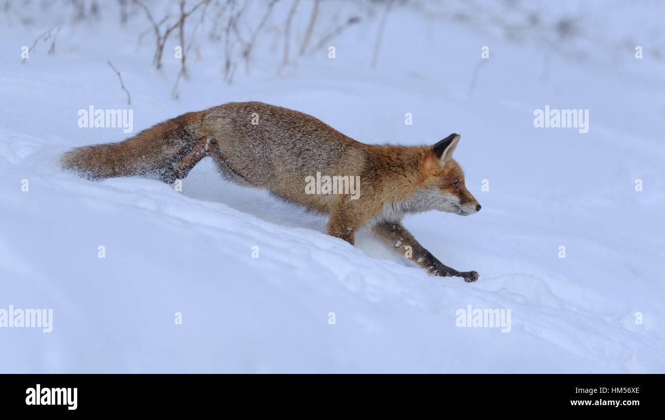 Red Fox (Vulpes vulpes vulpes), la caccia, in esecuzione attraverso la neve, foresta Boema, Repubblica Ceca Foto Stock