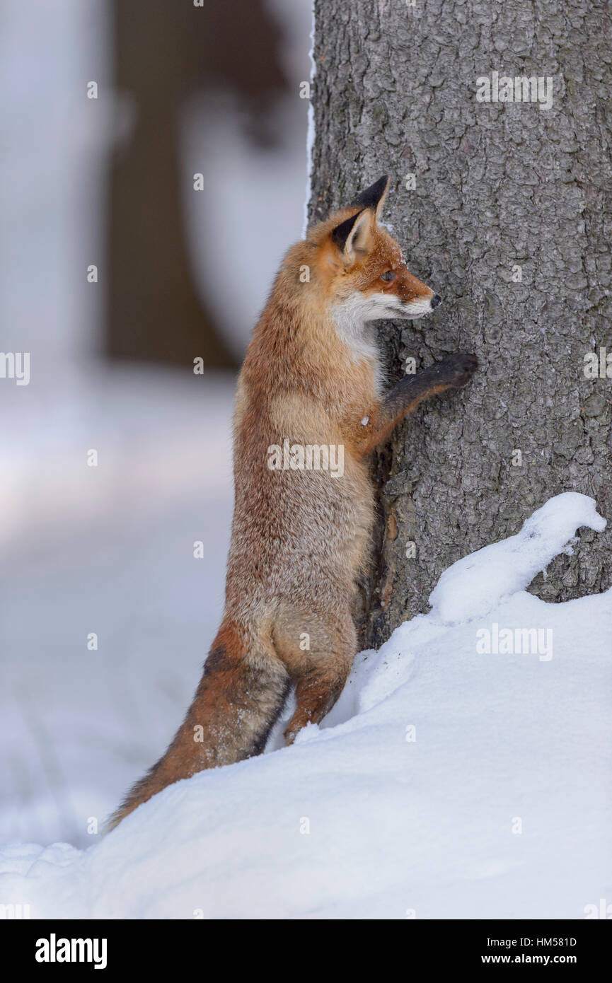 Red Fox (Vulpes vulpes vulpes) nella neve, appoggiata ad un tronco di albero, spiata da dietro un albero, foresta Boema, Repubblica Ceca Foto Stock