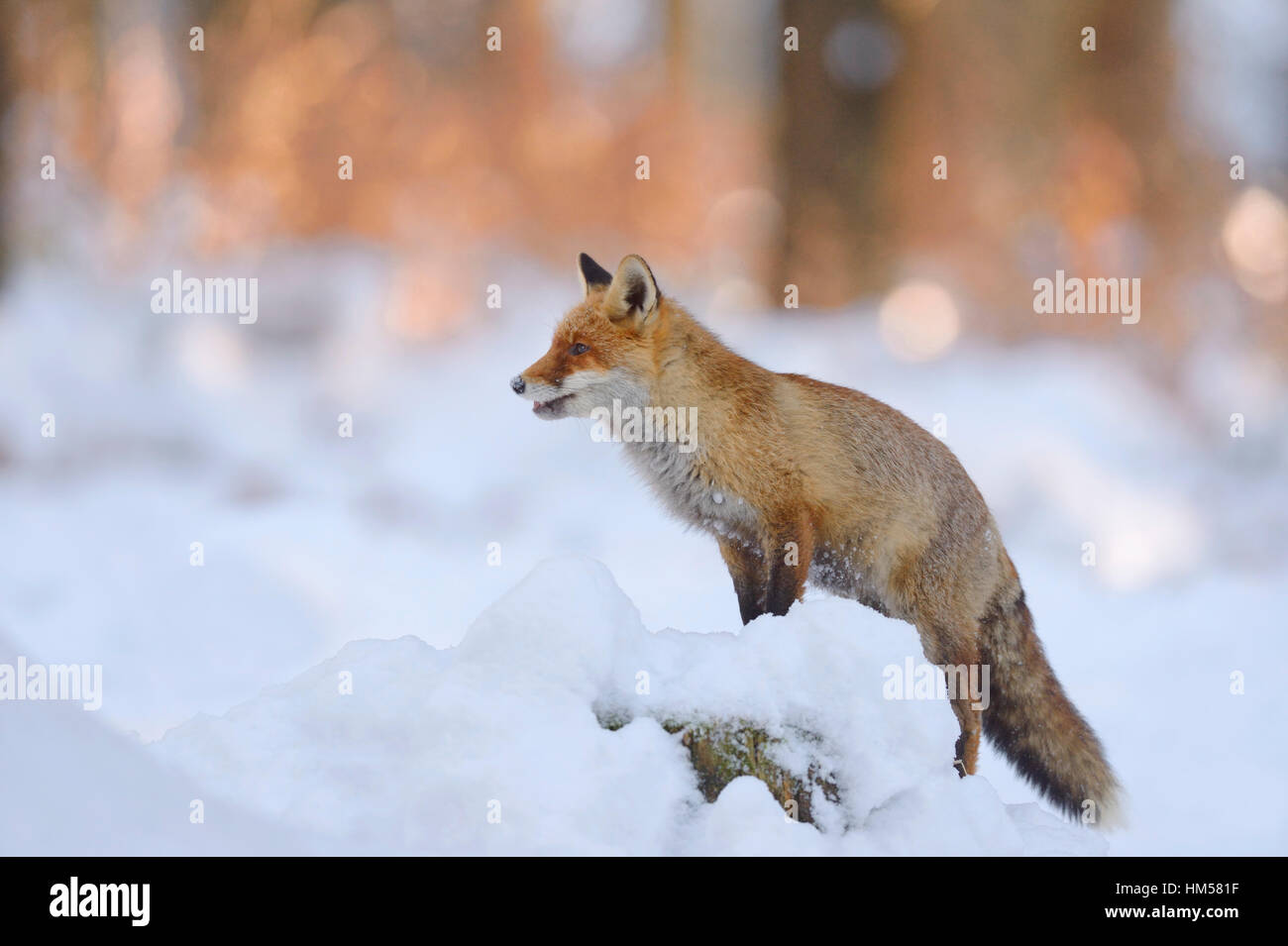 Red Fox (Vulpes vulpes vulpes) in piedi su una coperta di neve tronco di albero, la luce del tramonto, foresta Boema, Repubblica Ceca Foto Stock