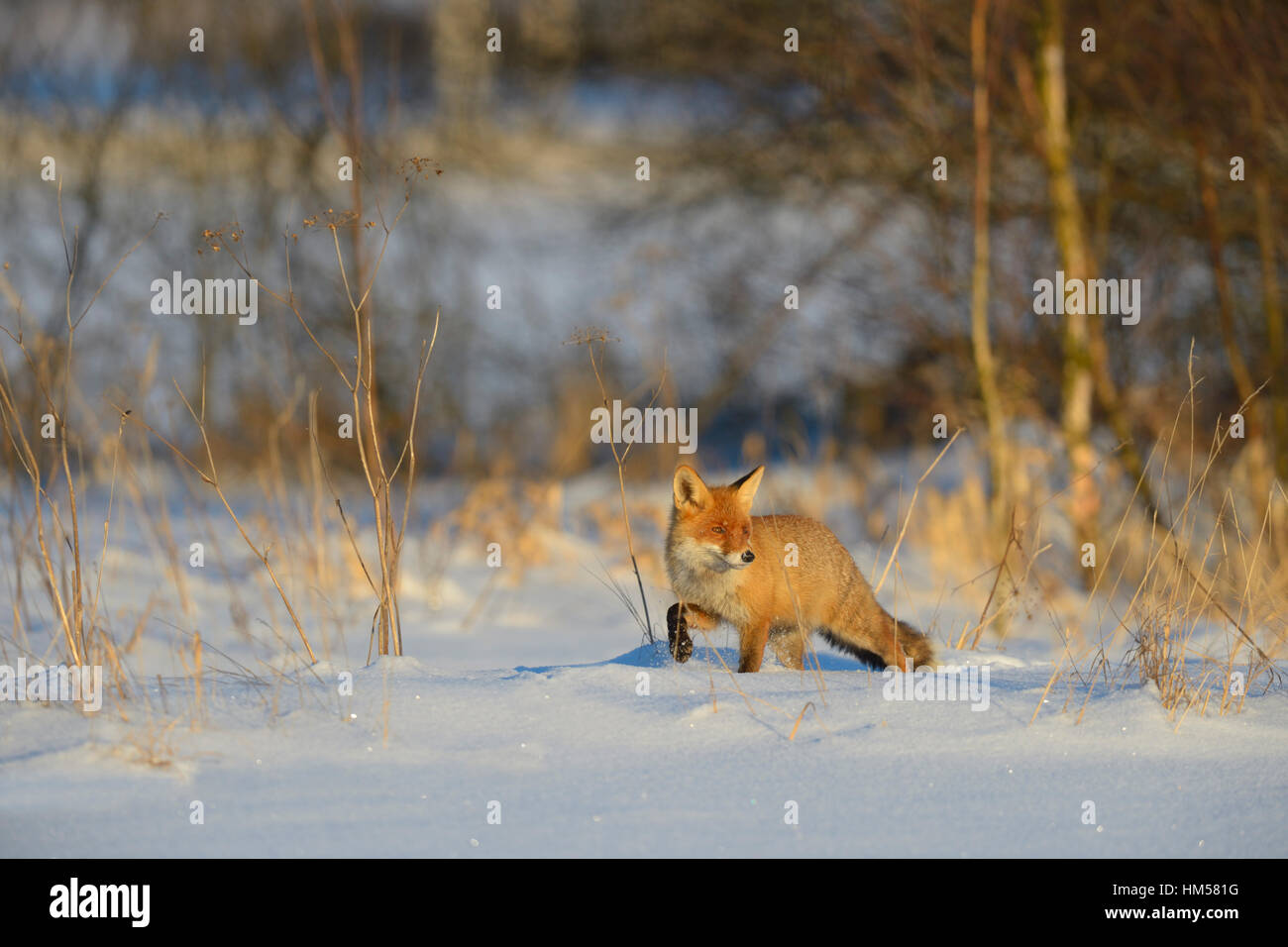 Red Fox (Vulpes vulpes vulpes) camminando attraverso la neve profonda, campagna, foresta Boema, Repubblica Ceca Foto Stock