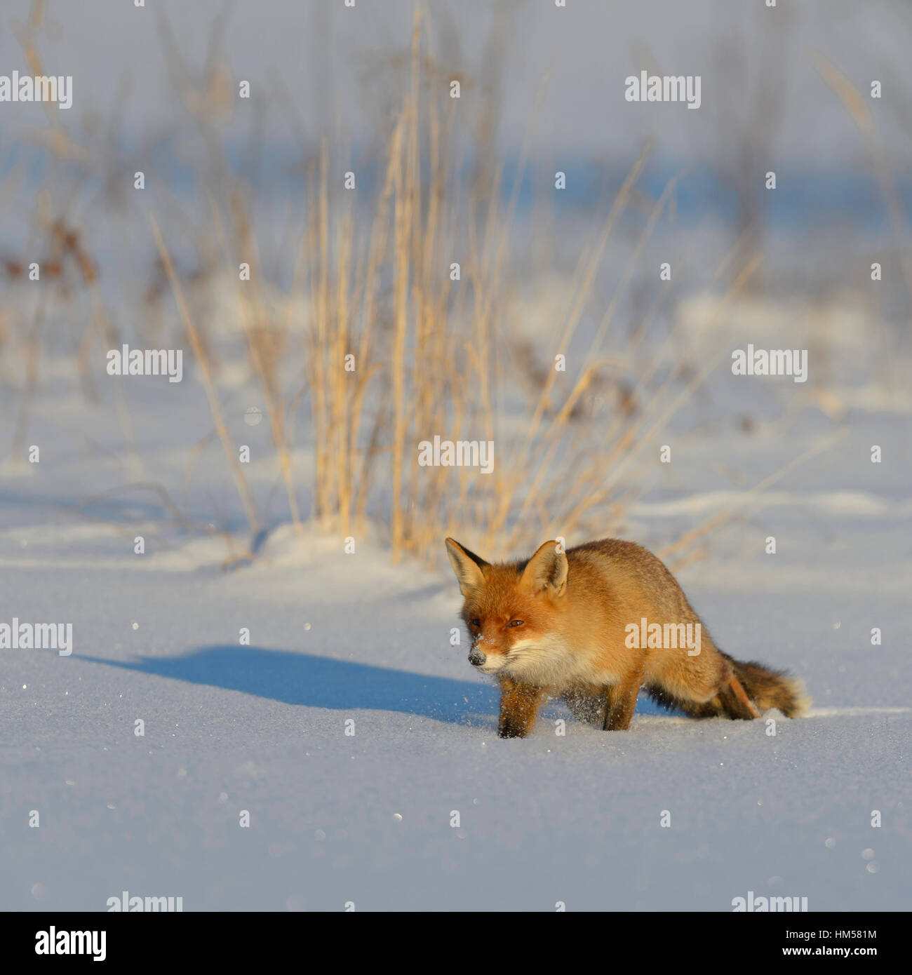 Red Fox (Vulpes vulpes vulpes) camminare su una coperta di neve lago ghiacciato, luce della sera, foresta Boema, Repubblica Ceca Foto Stock