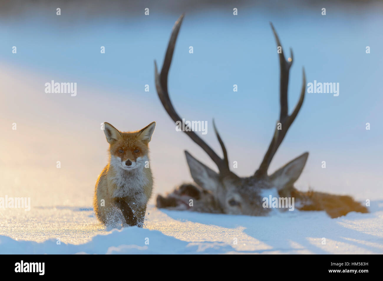 Red Fox (Vulpes vulpes vulpes), con la carcassa di un cervo che cadde in ghiaccio, lago ghiacciato, foresta Boema, Repubblica Ceca Foto Stock