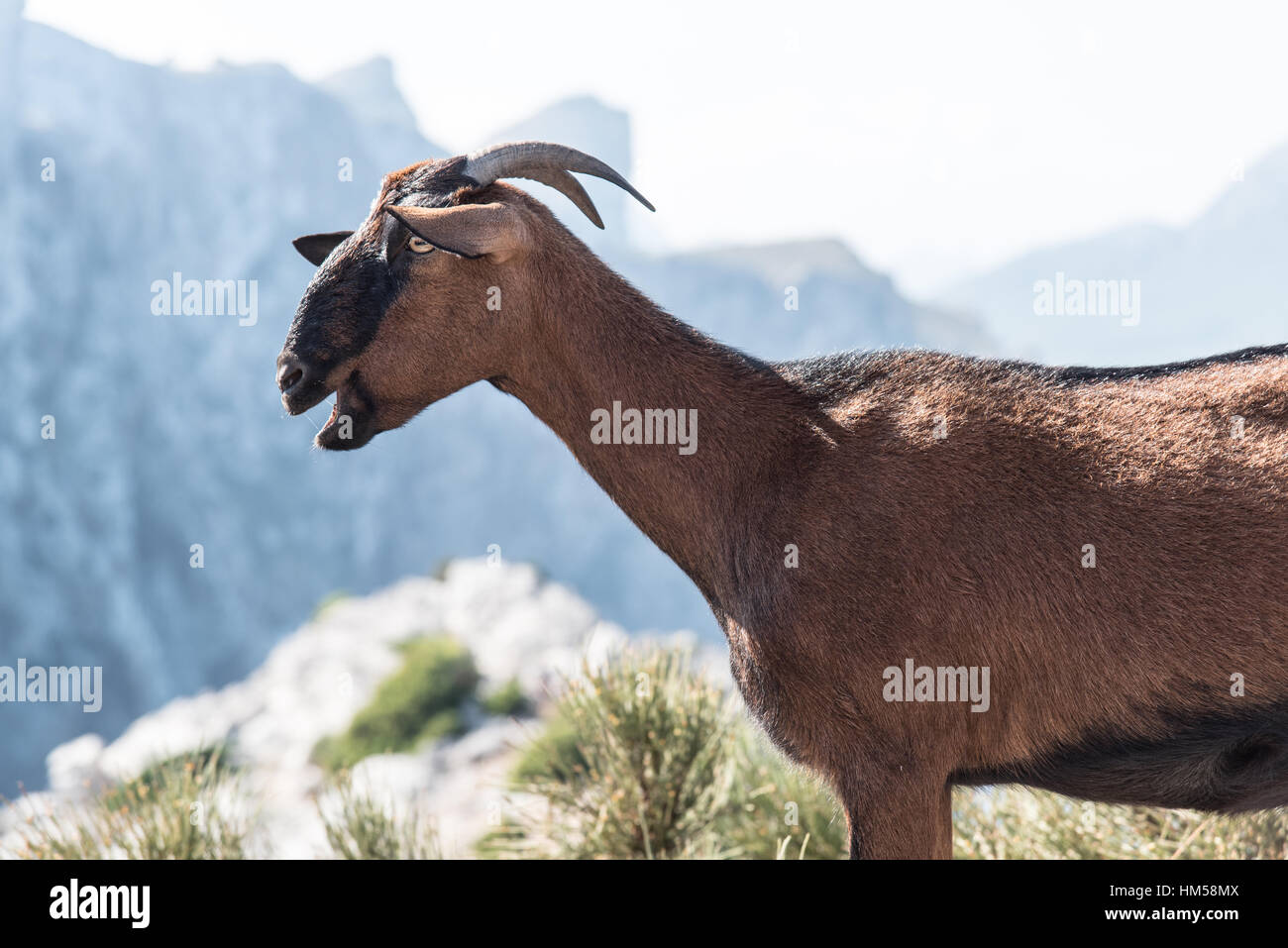 Profilo di capra con bocca aperta nella parte anteriore delle montagne distanti Foto Stock