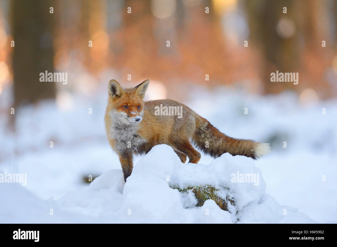 Red Fox (Vulpes vulpes vulpes) in piedi su una coperta di neve tronco di albero, la luce del tramonto, foresta Boema, Repubblica Ceca Foto Stock