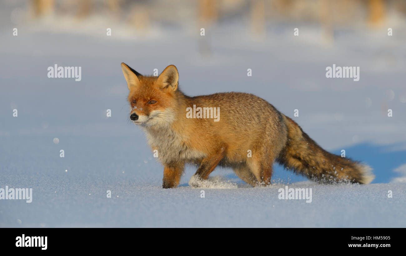 Red Fox (Vulpes vulpes vulpes) a piedi attraverso la neve, foresta Boema, Repubblica Ceca Foto Stock