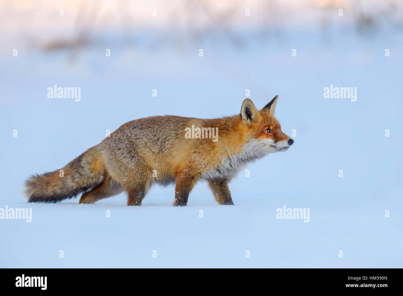 Red Fox (Vulpes vulpes vulpes) a piedi attraverso la neve, foresta Boema, Repubblica Ceca Foto Stock