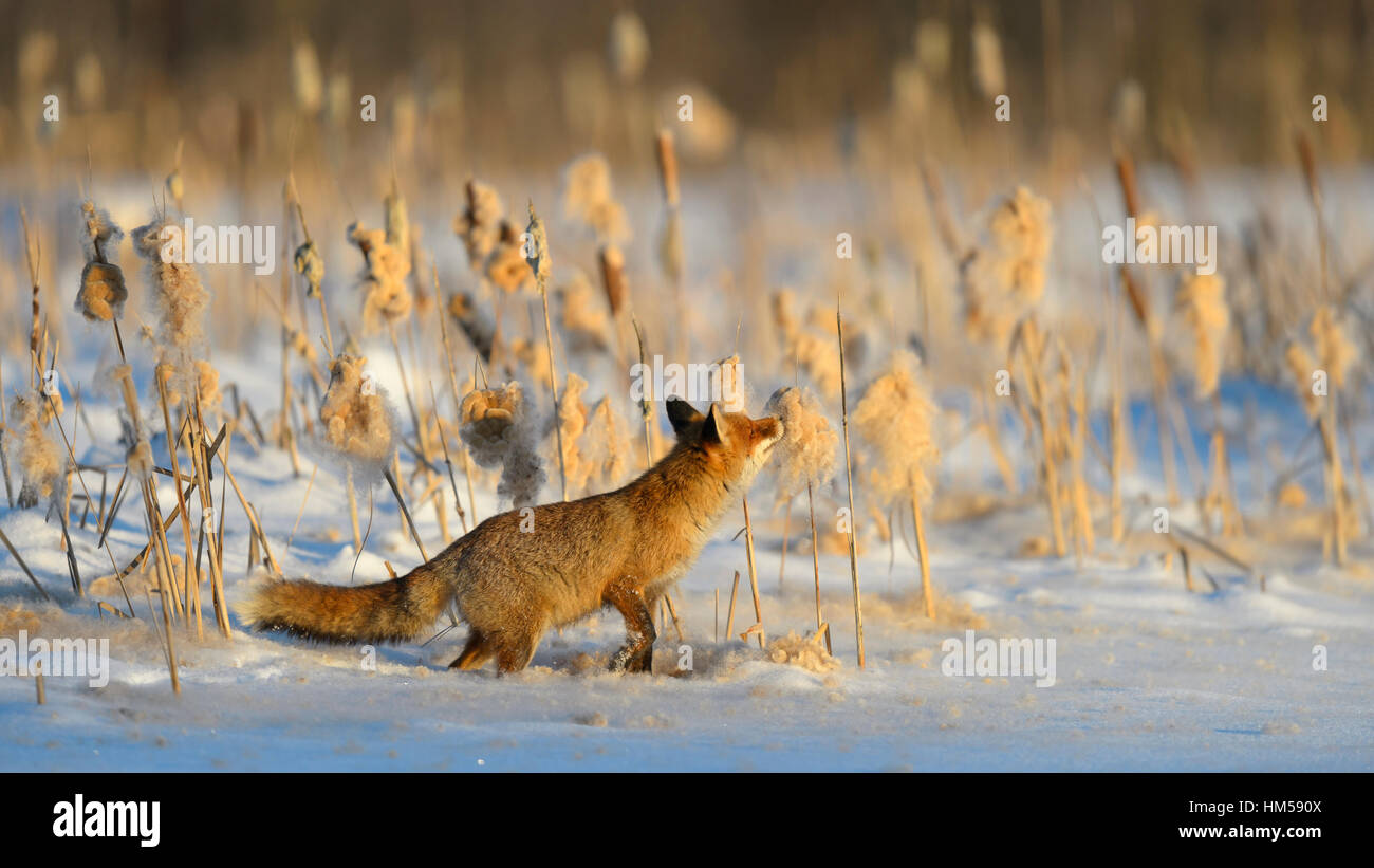 Red Fox (Vulpes vulpes vulpes) nella neve su un lago ghiacciato, annusando il seme cialde di un reed, foresta Boema, Repubblica Ceca Foto Stock