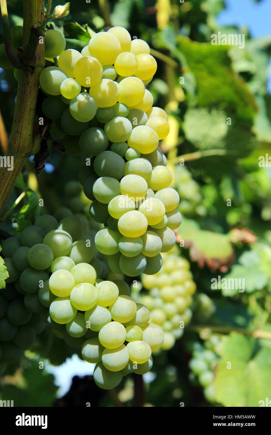 Green grappolo di uva in vigna Foto Stock