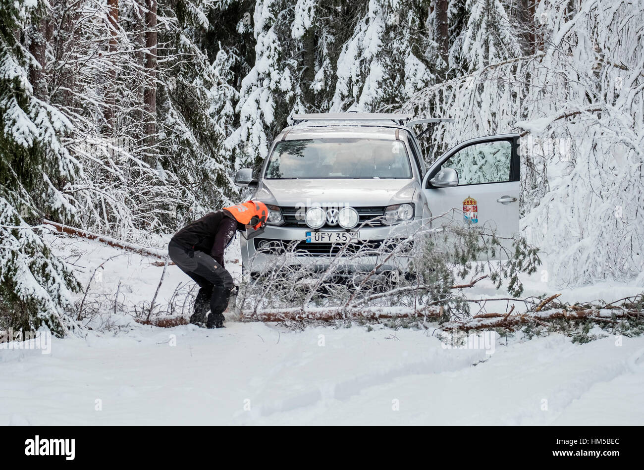 Cancellazione di una strada forestale dopo la nevicata, Svezia Foto Stock