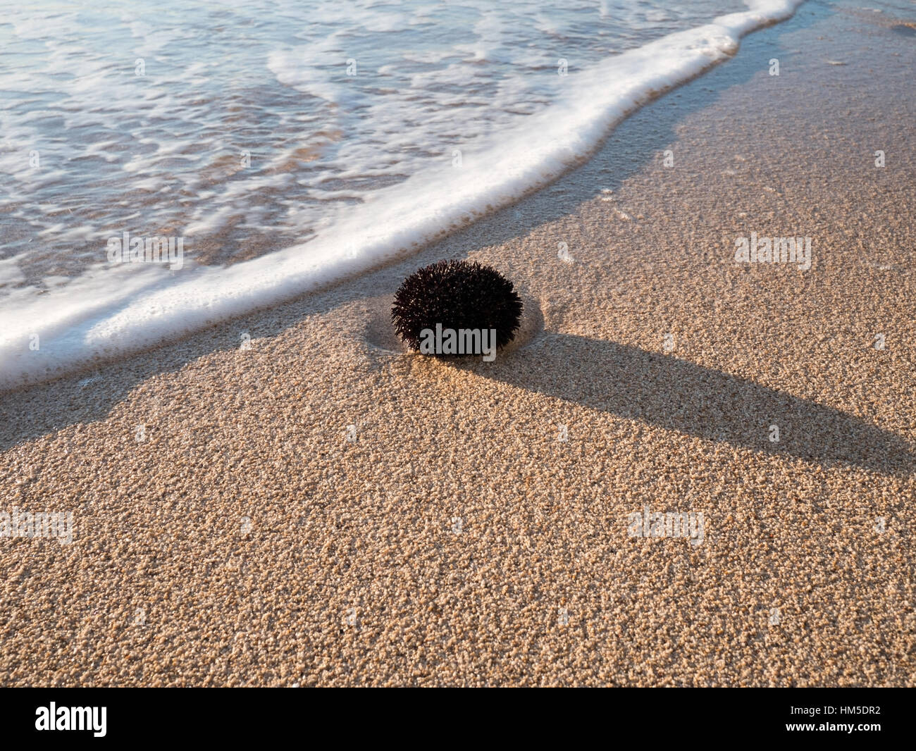 Il nero dei ricci di mare sulla spiaggia di sabbia Foto Stock