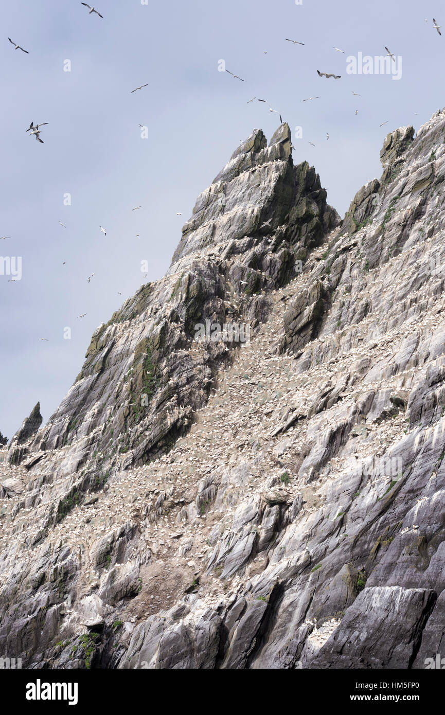 Skellig Islands, settentrionale sule (Morus Bassanus) in volo sulla costa rocciosa, nella contea di Kerry, Irlanda. Foto Stock