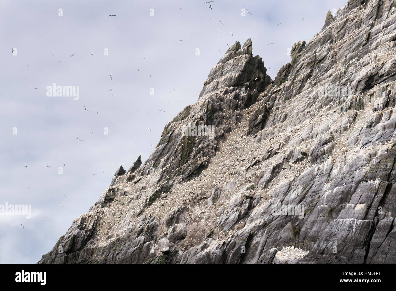 Skellig Islands, settentrionale sule (Morus Bassanus) in volo sulla costa rocciosa, nella contea di Kerry, Irlanda. Foto Stock