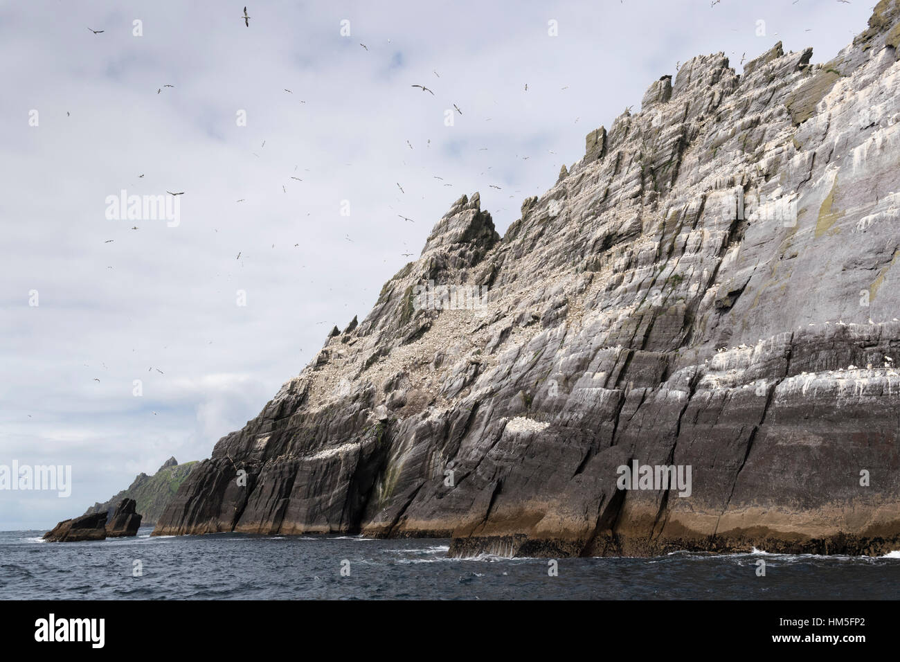 Skellig Islands, settentrionale sule (Morus Bassanus) in volo sulla costa rocciosa, nella contea di Kerry, Irlanda. Foto Stock