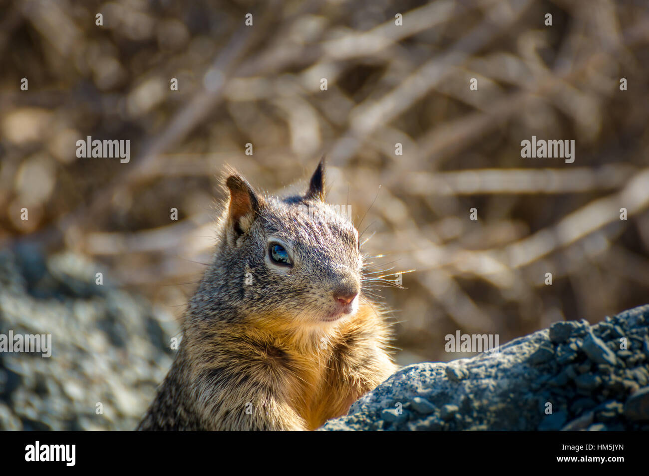 American scoiattolo grigio peeking curioso dietro alcune rocce Foto Stock