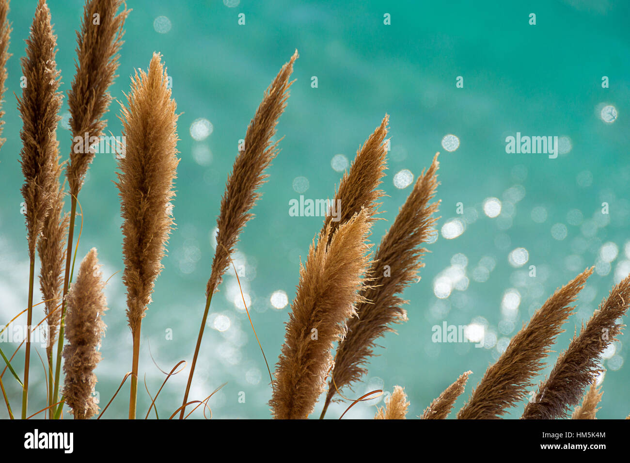 Pampa Erba di fronte al turchese scintillante oceano pacifico di Big Sur, California Foto Stock