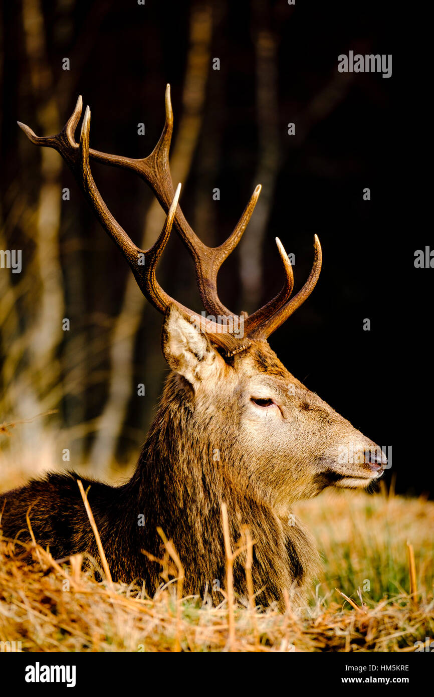 Red Deer cervo a Glen Etive, Highlands della Scozia in inverno Foto Stock