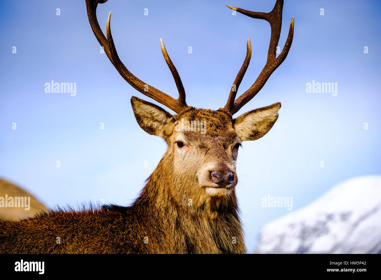 Red Deer in Glen Etive, Highlands della Scozia in inverno Foto Stock