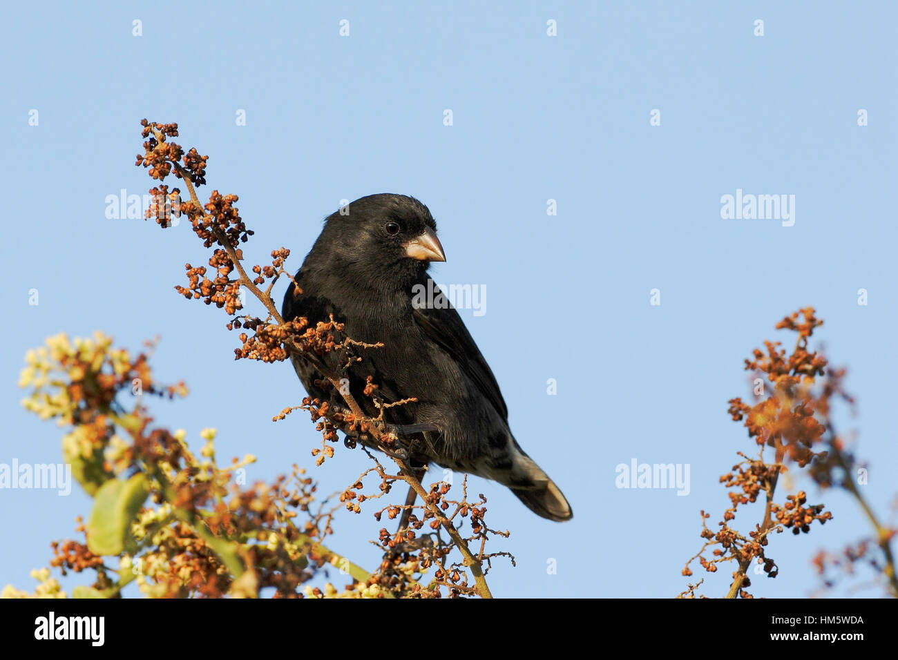 Piccola massa finch (Geospiza fuliginosa) maschio sul ramo, Tortuga Bay, Santa Cruz, Isole Galapagos Foto Stock
