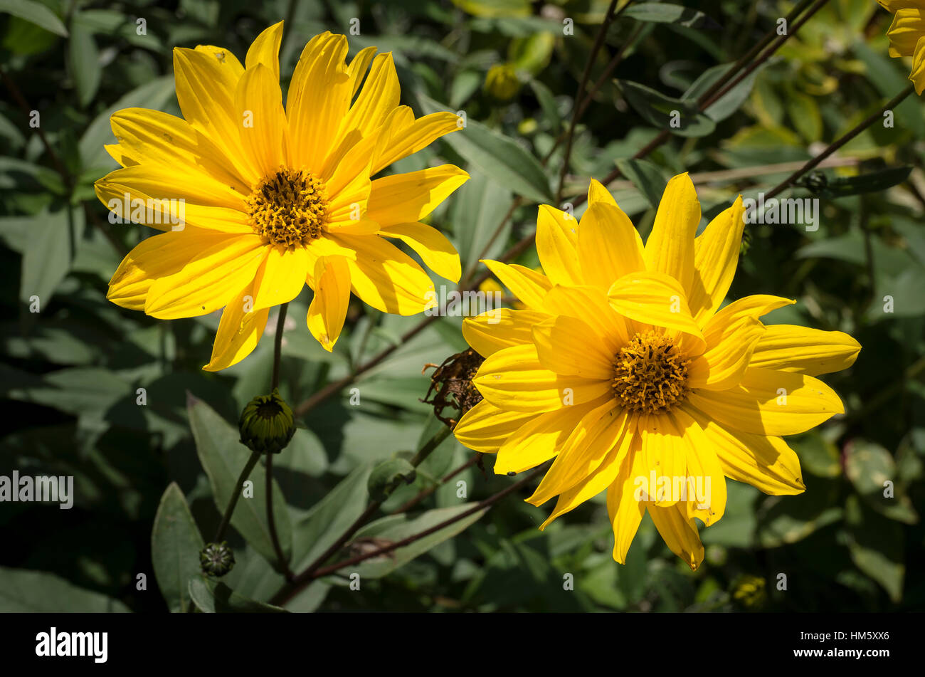 Due fiori di helianthus nel loro primo all'inizio di settembre Foto Stock