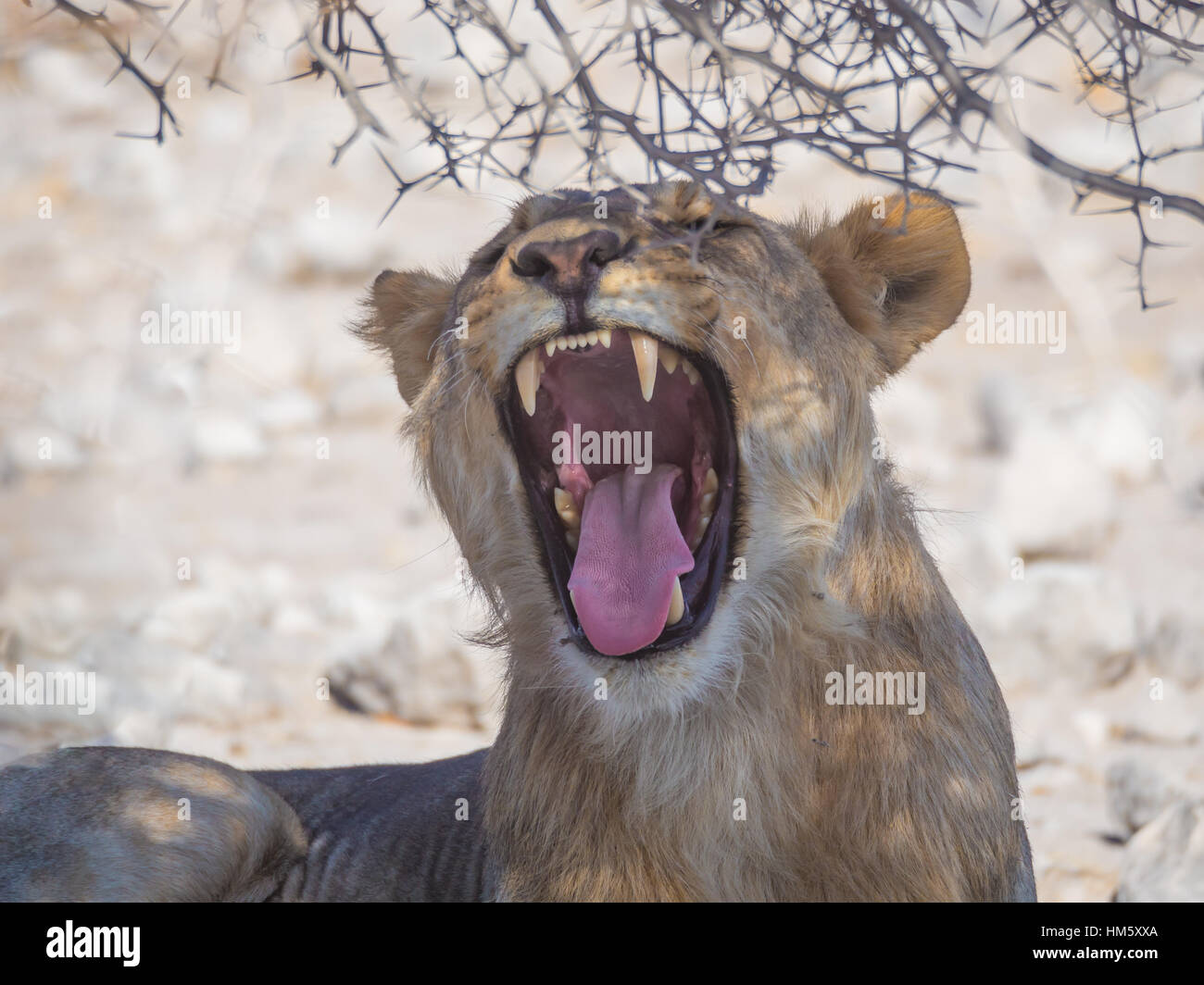 Leone femmina a sbadigliare e a mostrare i denti o zanne e lingua sotto bush spinoso in Etosha National Park, Namibia, Africa Foto Stock