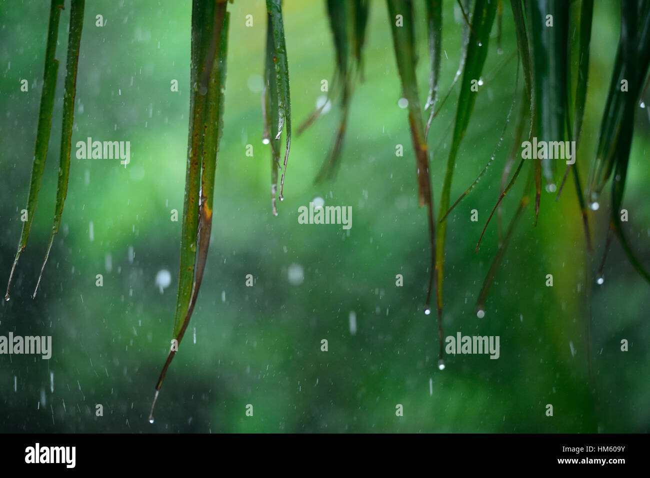 Foglie di albero in tropico pesante pioggia di estate Foto Stock