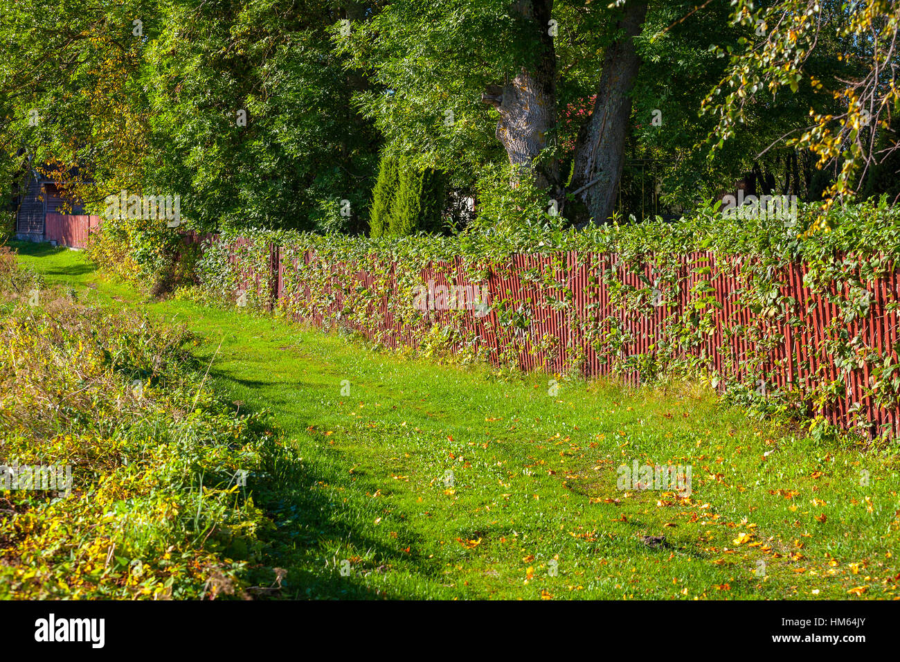 Scena di campagna con erba verde e piena di verde recinto. Foto Stock