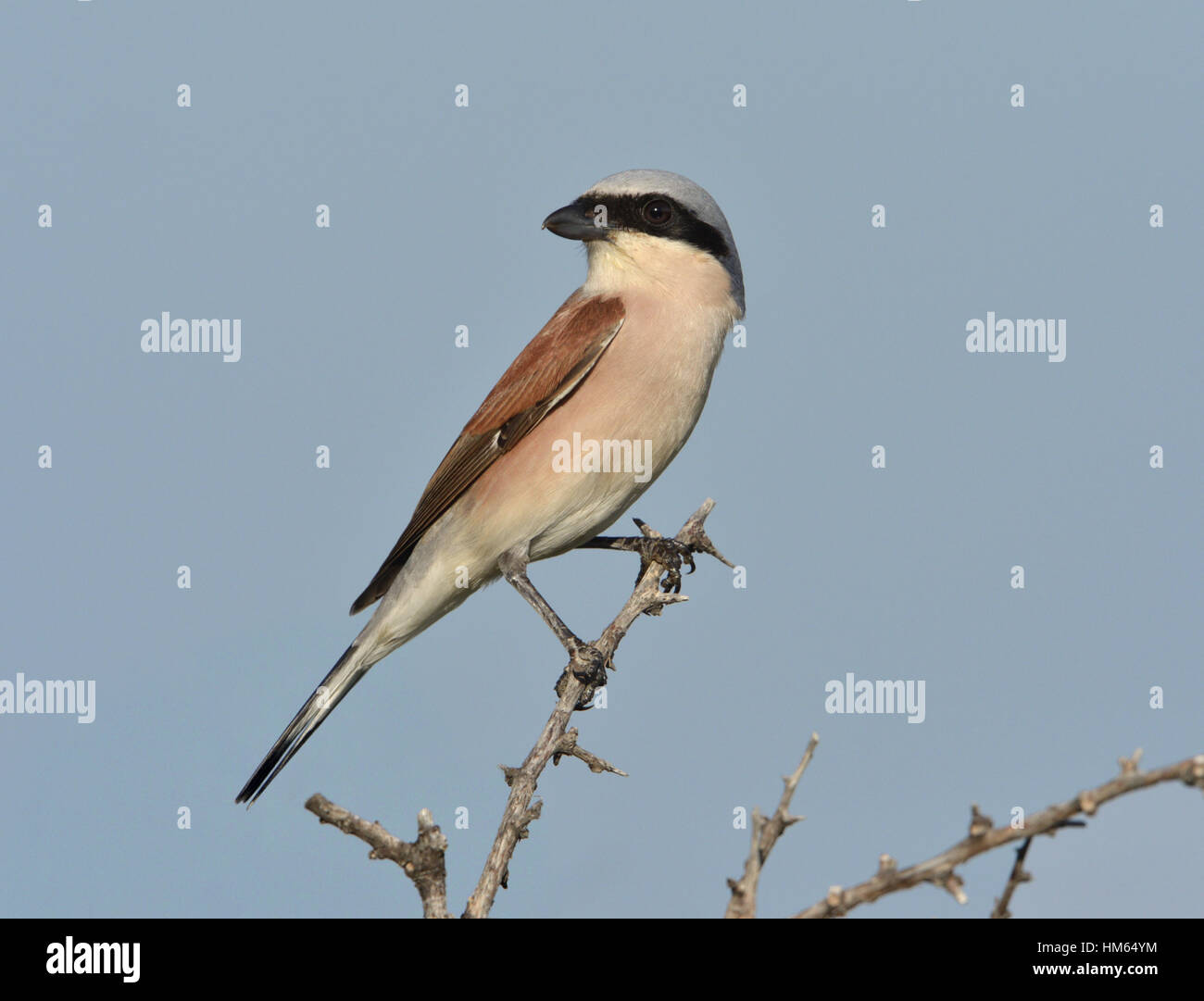 Red-backed Shrike - Lanius collurio Foto Stock