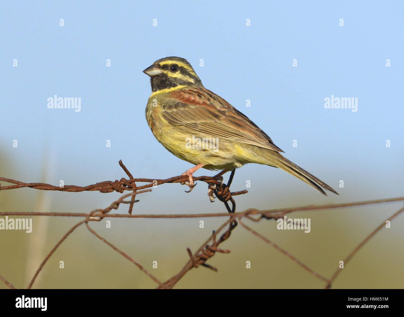 Cirl Bunting - emberiza cirlus Foto Stock