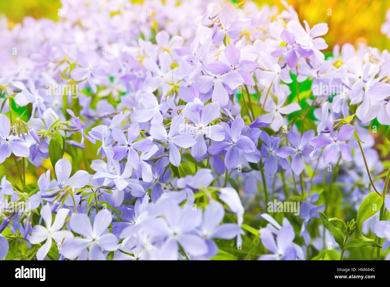 Fiori d'estate sfondo. Phlox divaricata, Blu selvaggio, bosco phlox, o wild dolce william, fioritura delle piante nella famiglia Polemoniaceae nativo Foto Stock