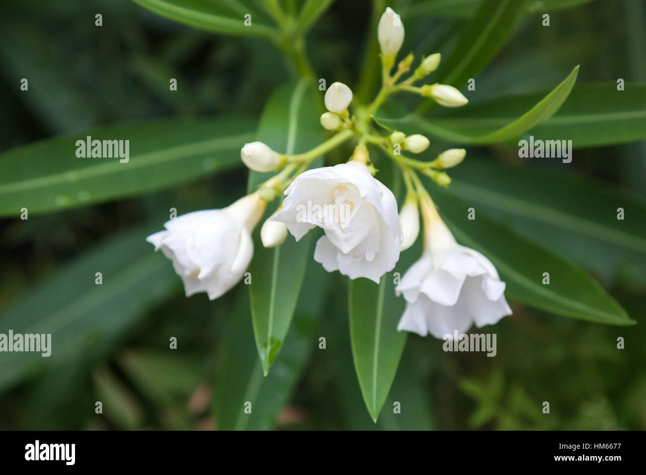 Bianco fiore decorativo, foto macro con il fuoco selettivo Foto Stock