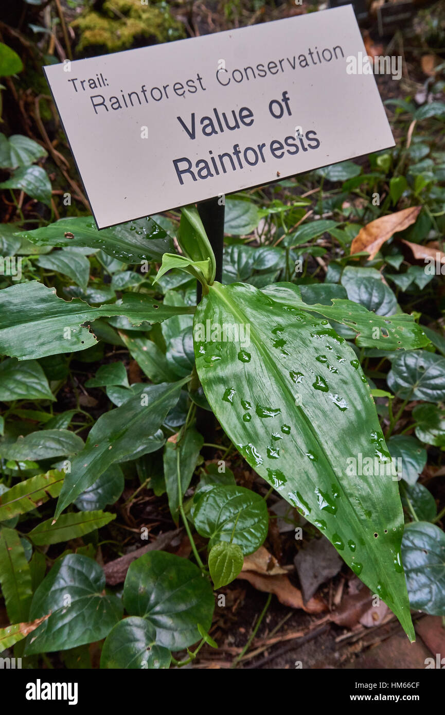 Valore della foresta pluviale Foto Stock