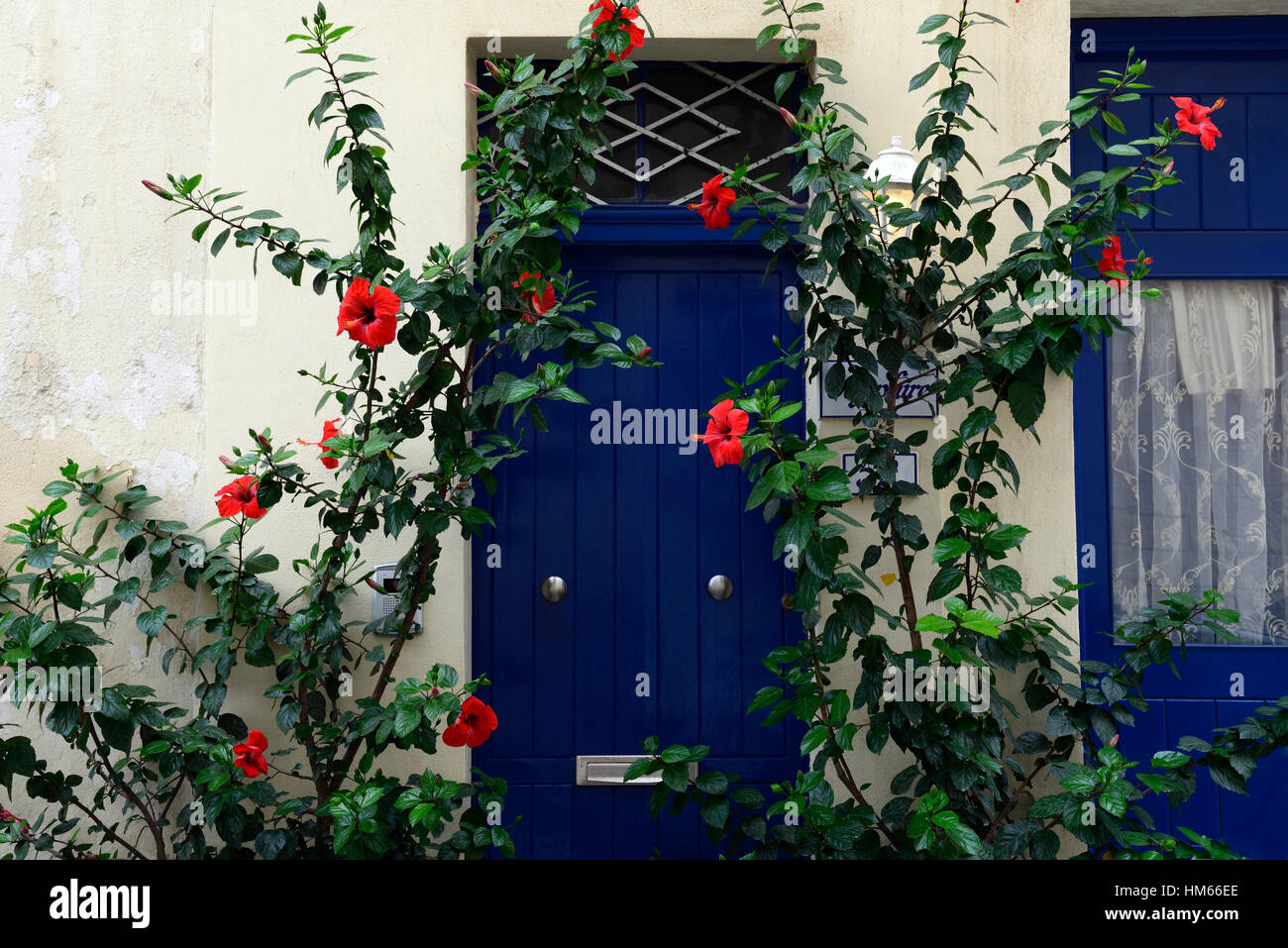 Red hibiscus fiore fiori fioritura porta blu colore colore combinazione giardino mediterraneo giardinaggio floreale RM Foto Stock