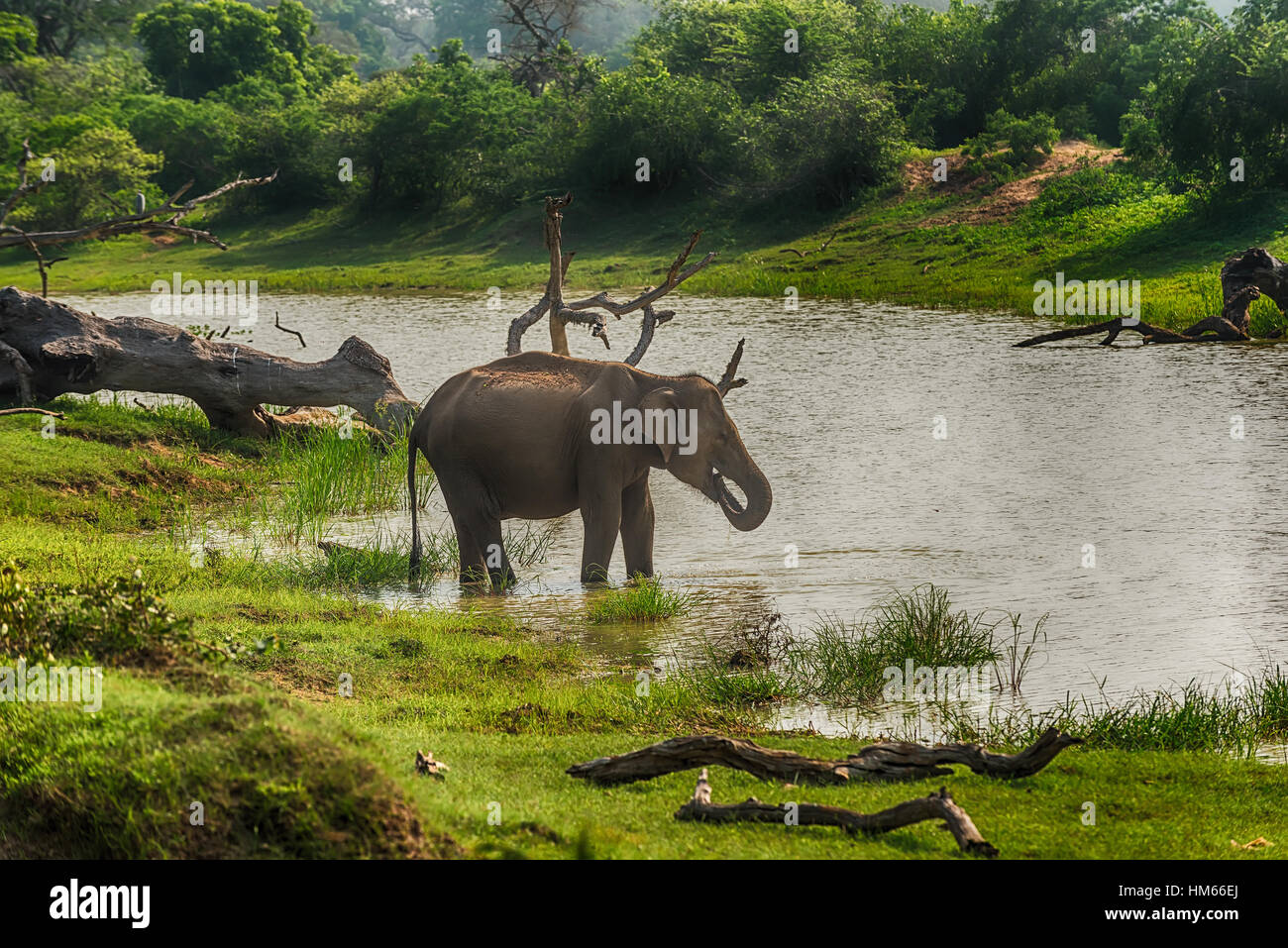 Sri Lanka: wild elefante in luogo per bere, Yala National Park Foto Stock