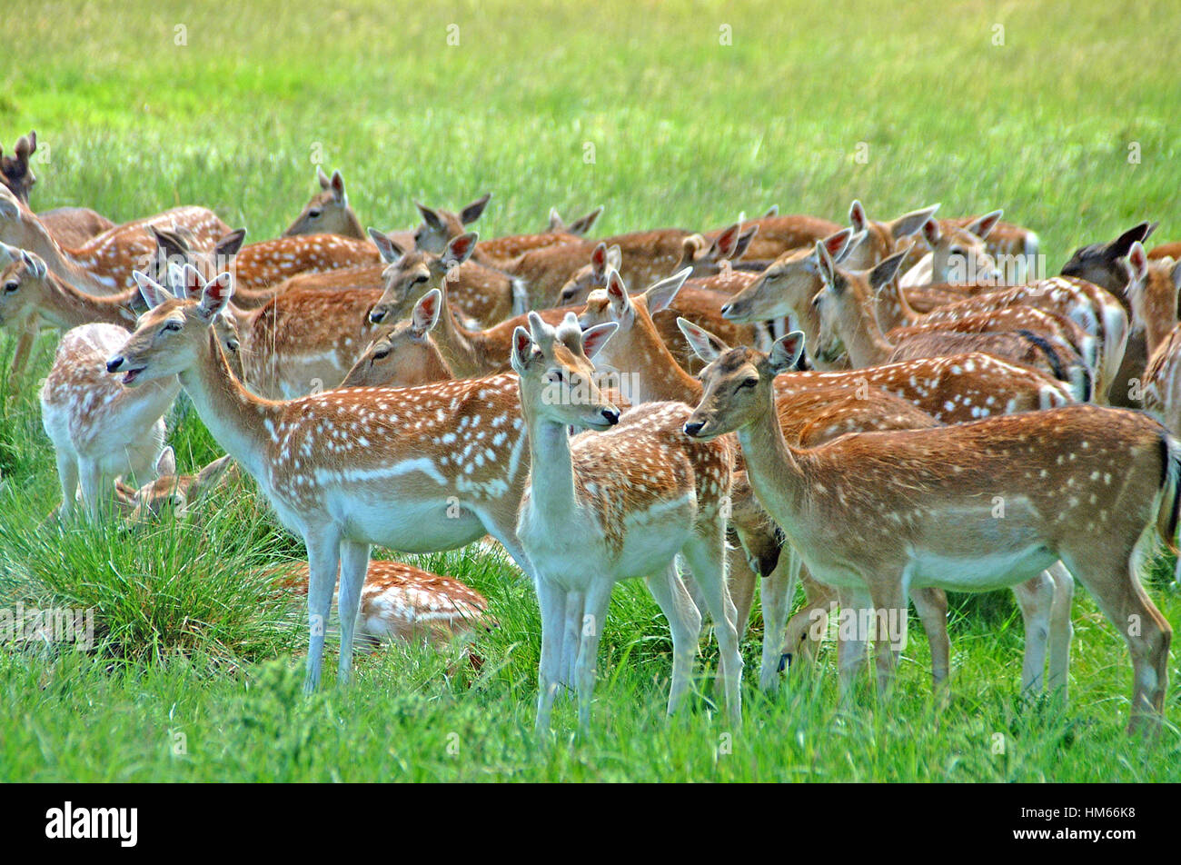 Allevamento di daini in Richmond Park , Inghilterra Foto Stock